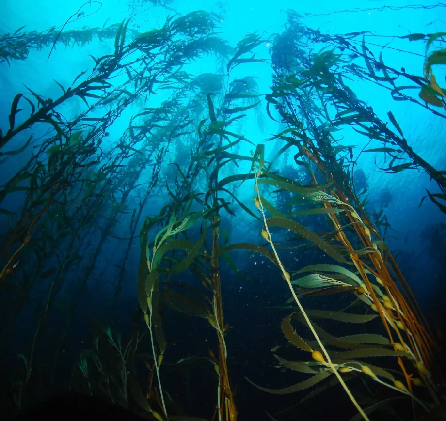 kelp-bg.webp